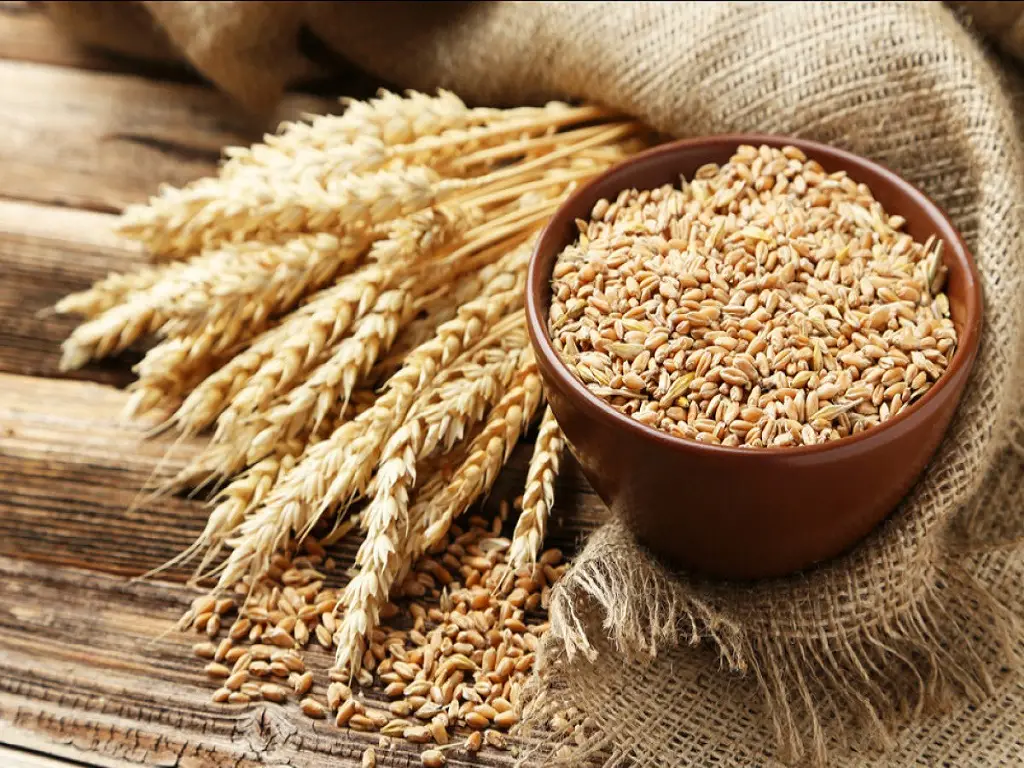 Wheat grain